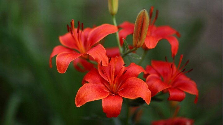 World of Flowers.