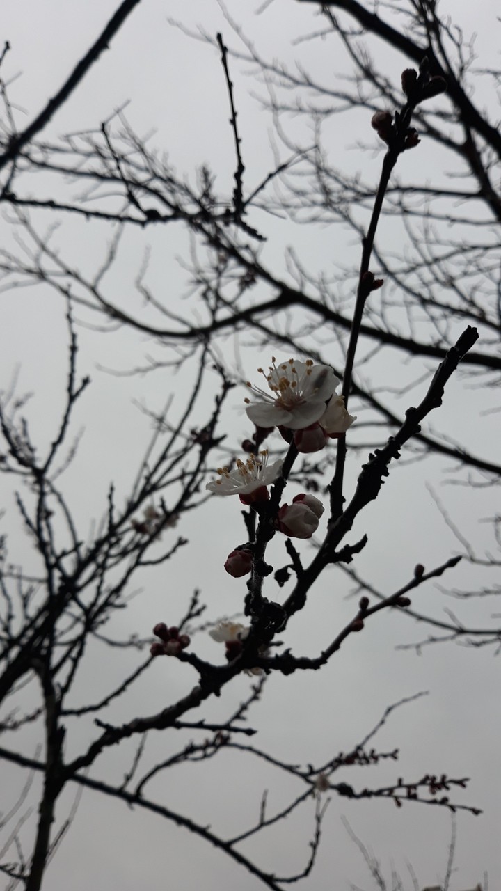 Spring