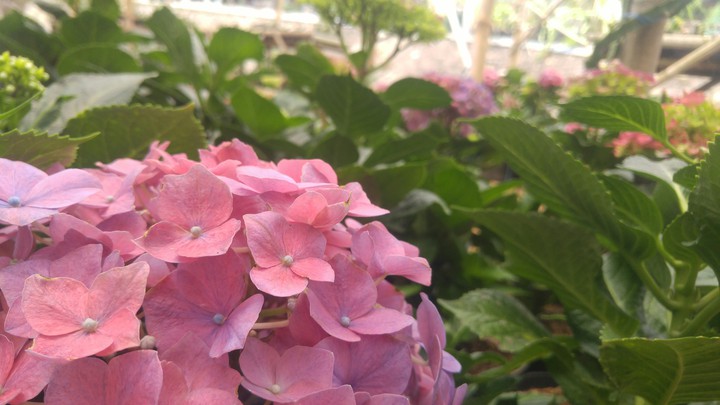 Pink Flower