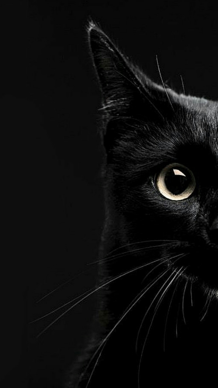 котик
