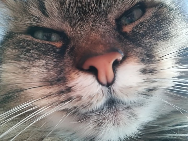 nala