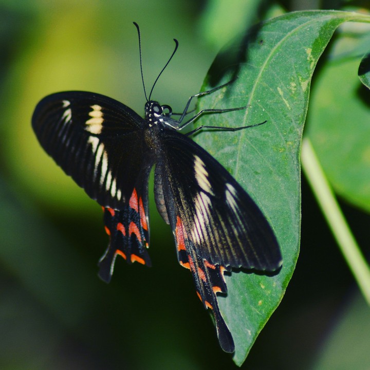 butterfly