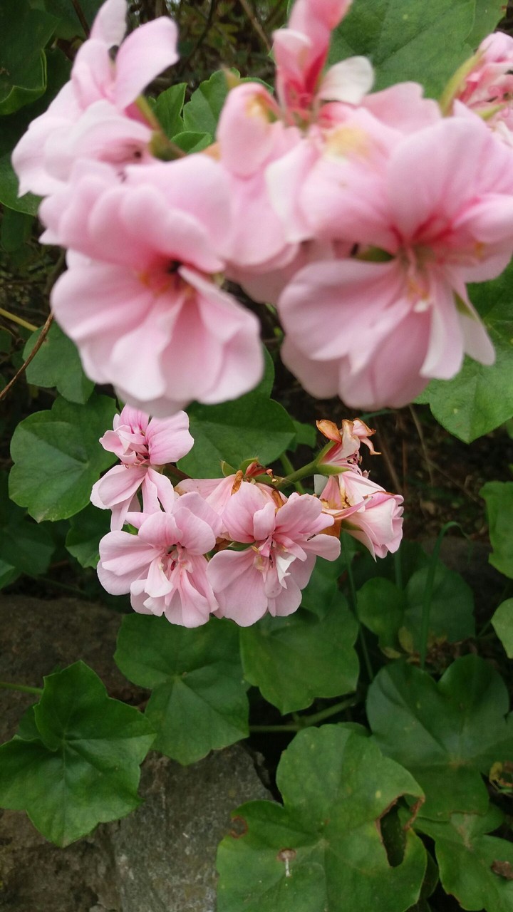 las flores de la abuela