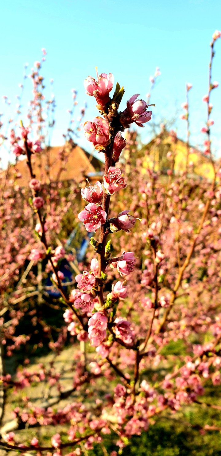 my garden?☺