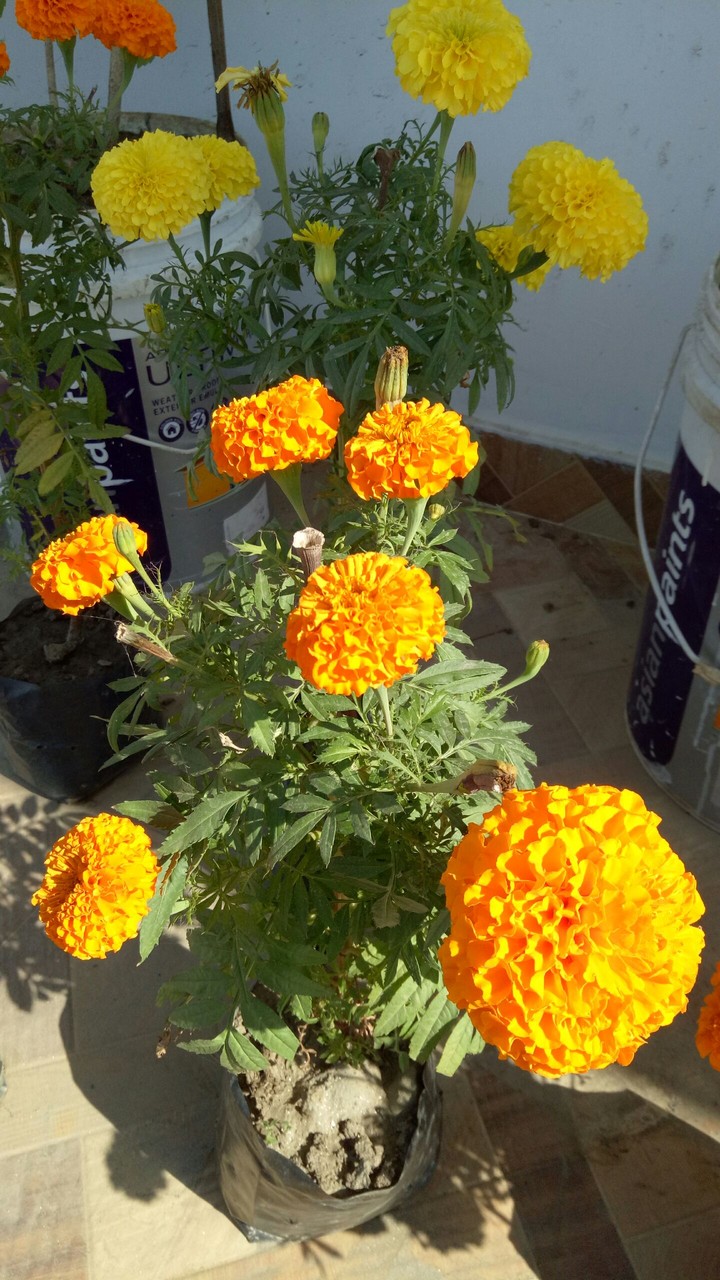 petals