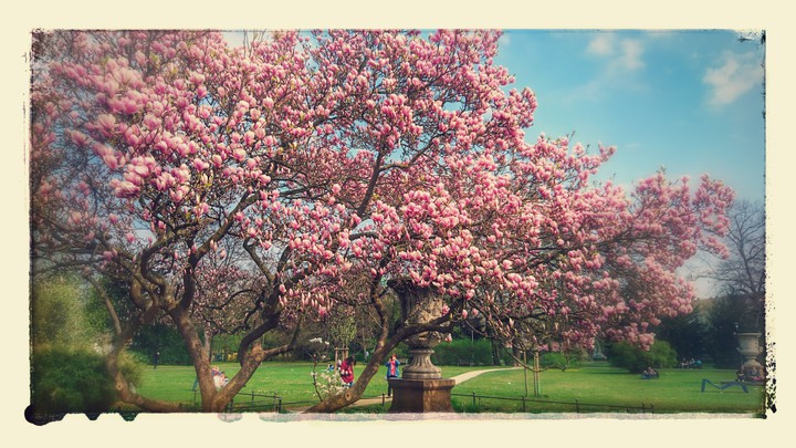 Magnolie