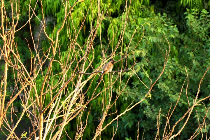 nature