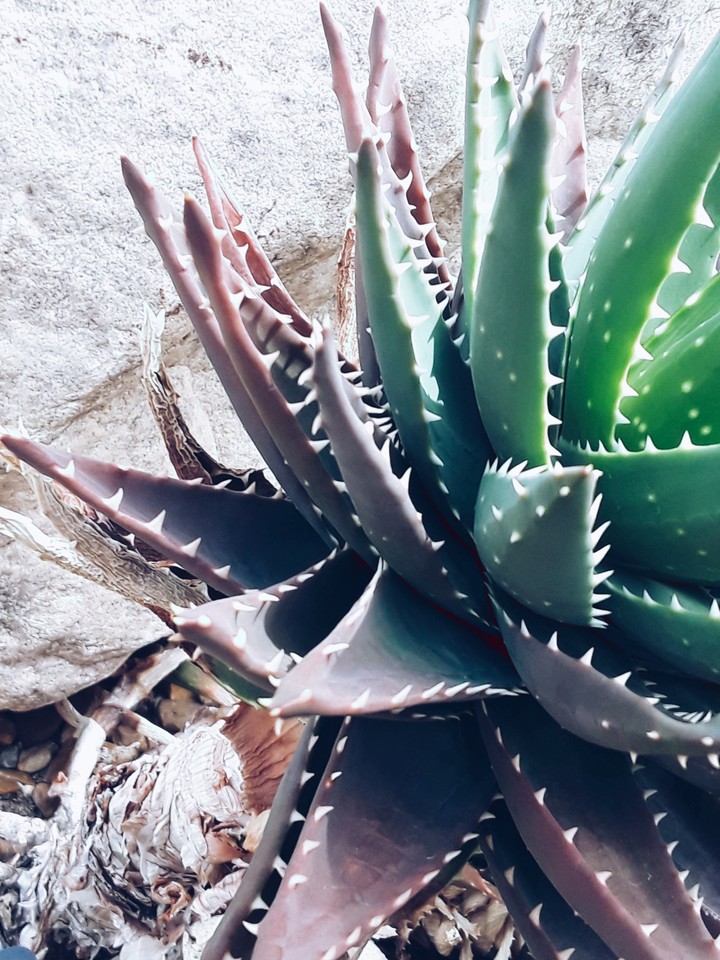 Plant