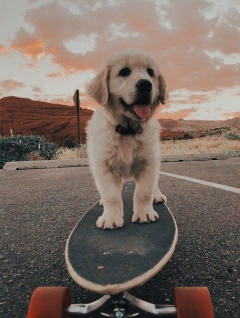 Puppy on a skateboard