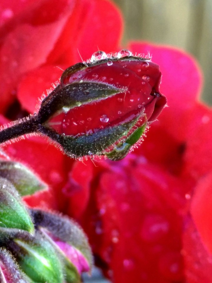 Flower bud
