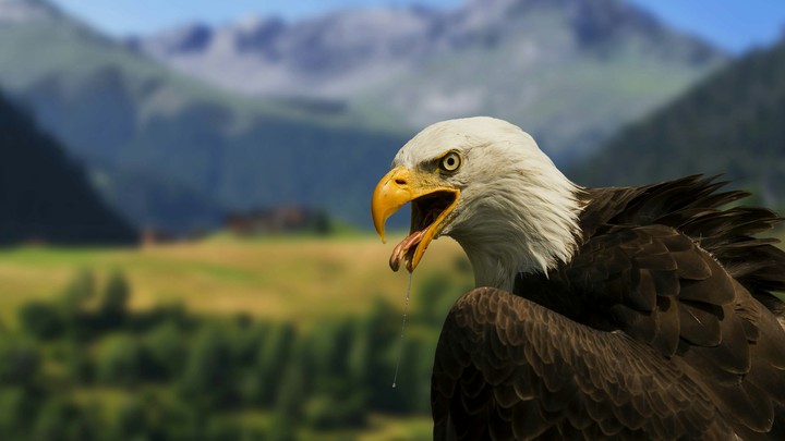Angry eagle