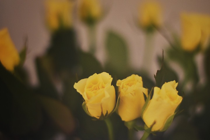 Yellow roses