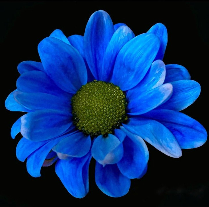 Gerbera daisy