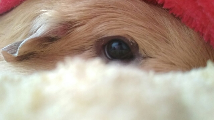guinea_pig