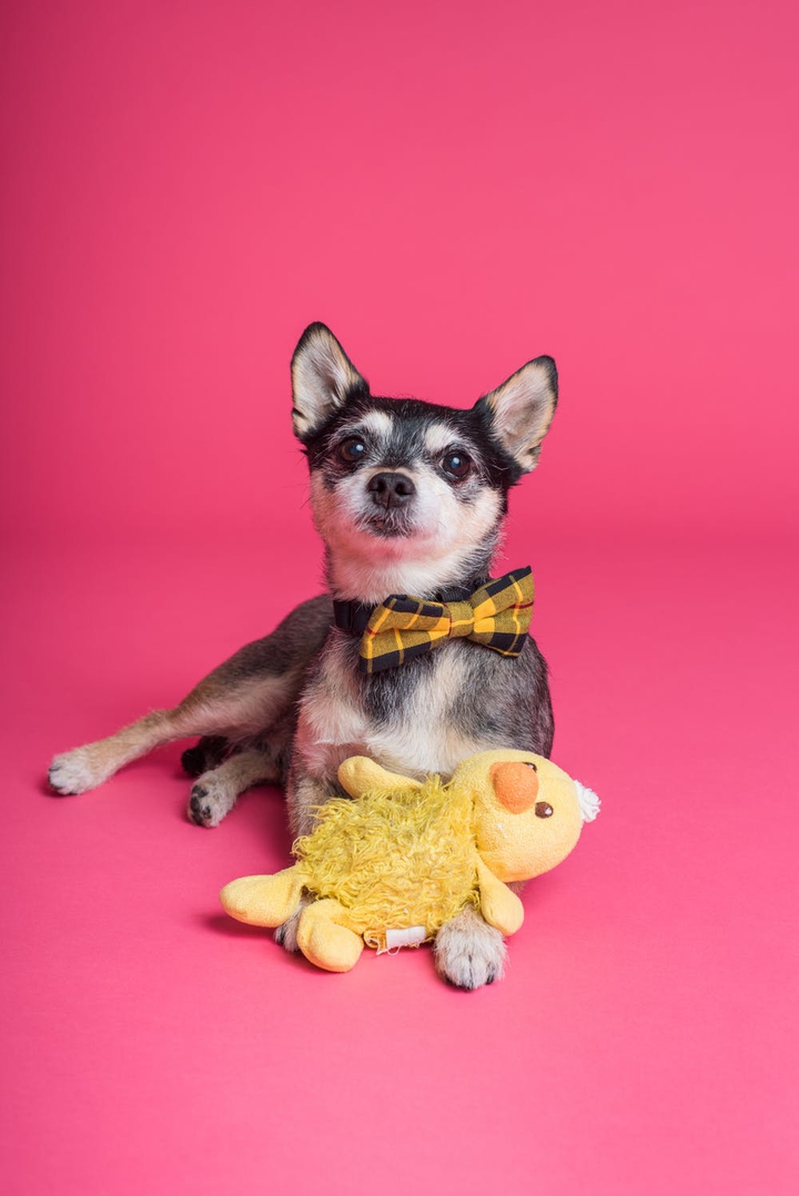 Puppy & his toy