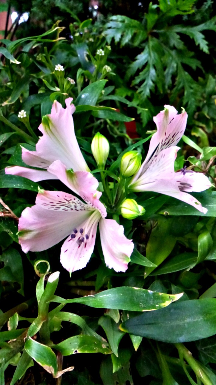 flowers