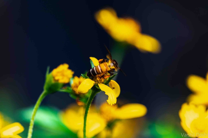 Honeybee and the Flower