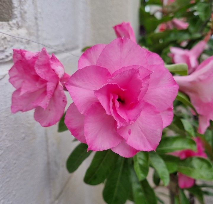 Adenium (Desert Roze)