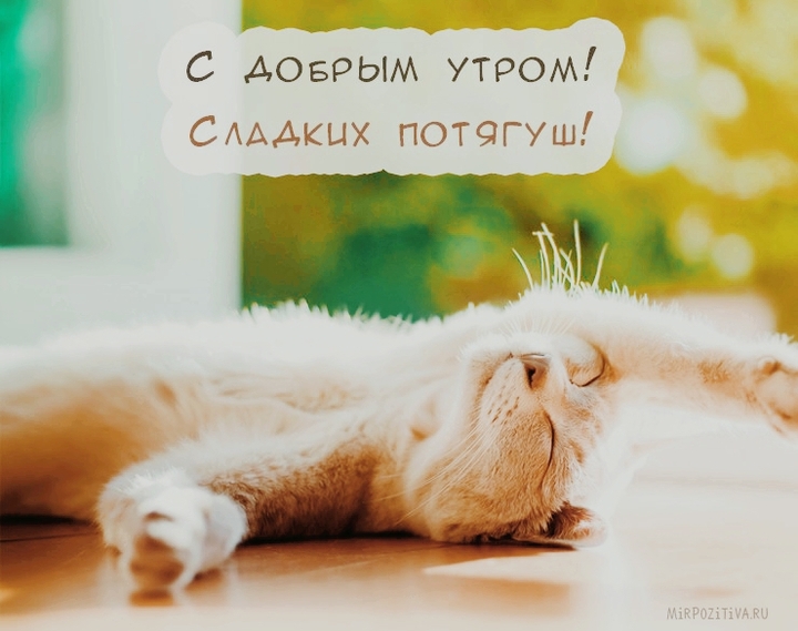 котик