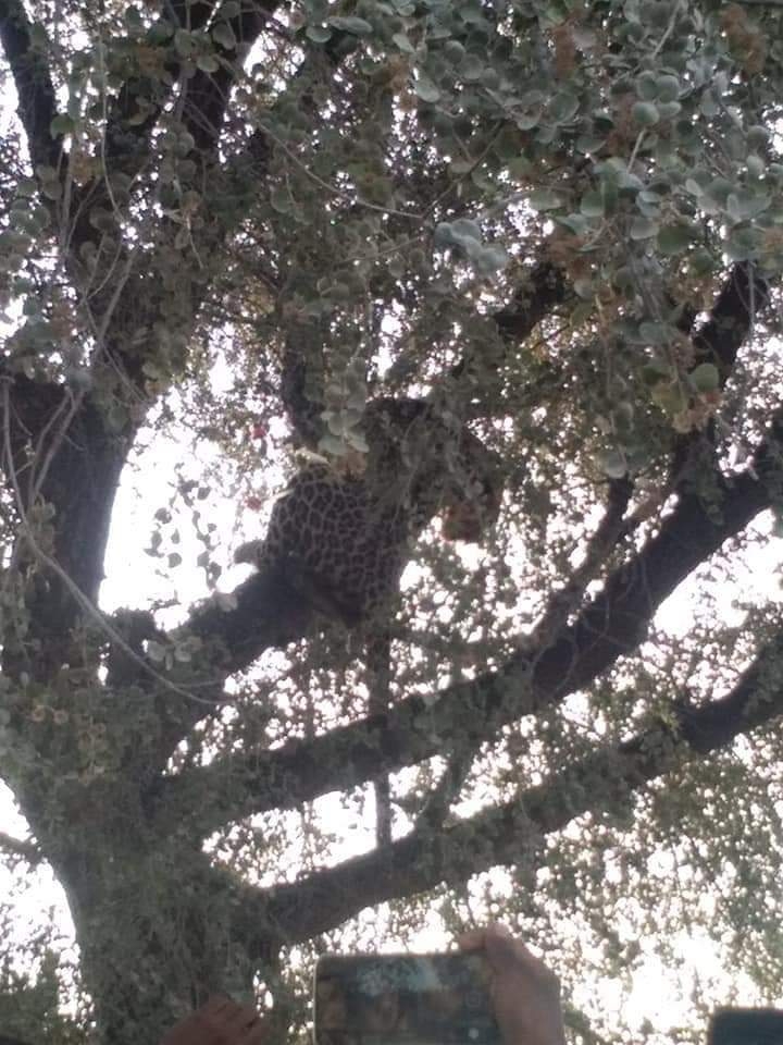 tiger