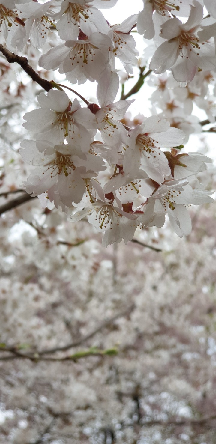cherry blossoms