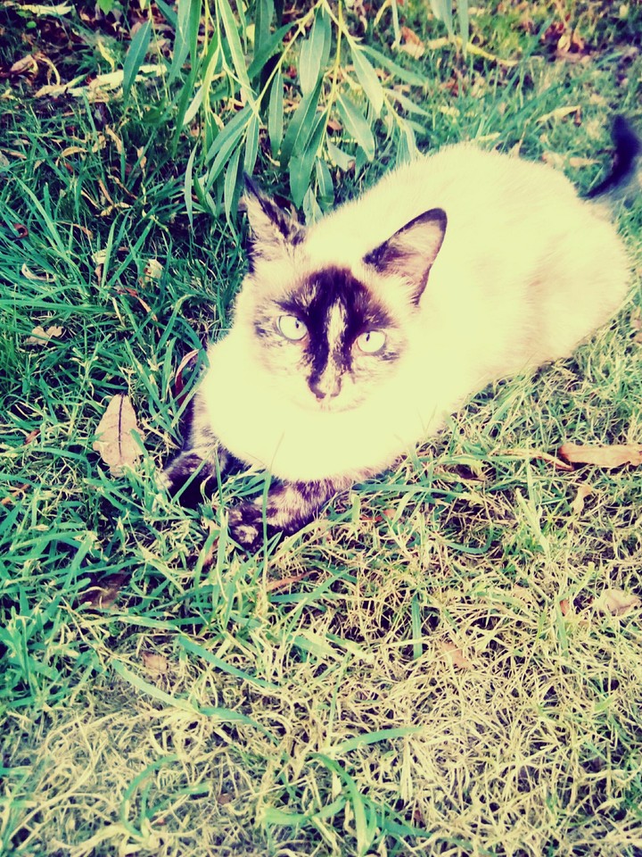 cats... 