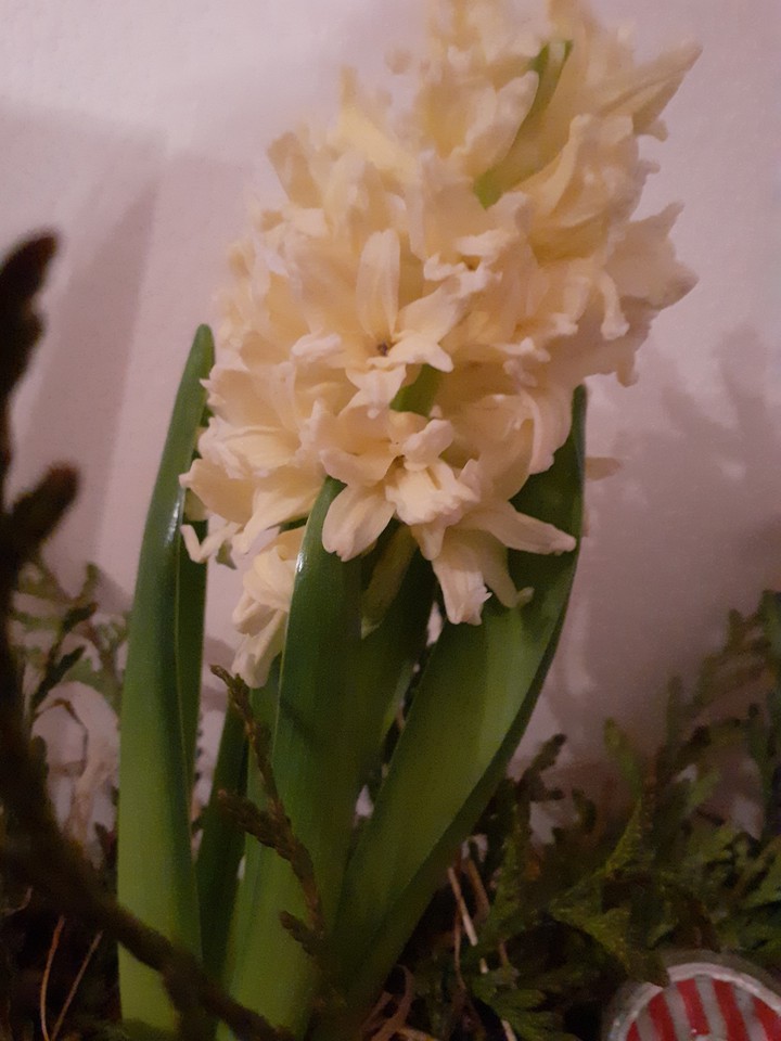 Jacinthe