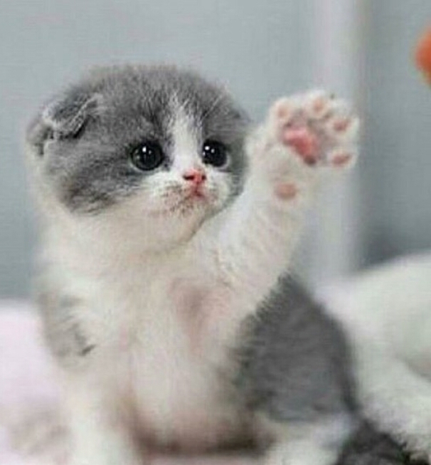 love kittens