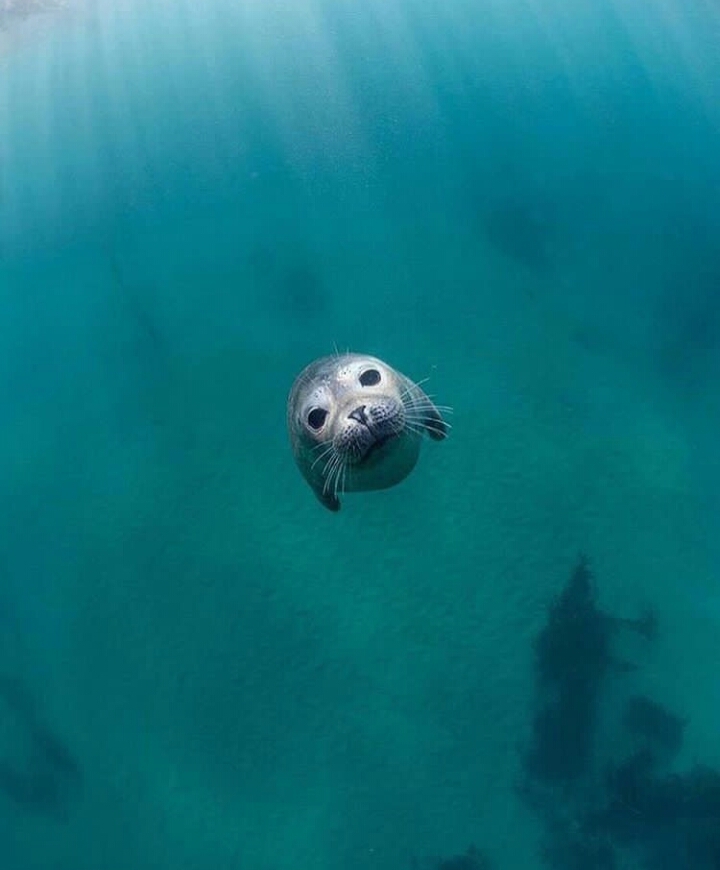 ocean