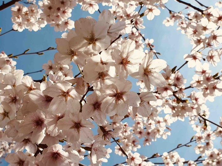 Cherry Blossom