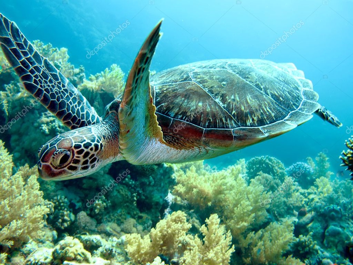tortue de mer