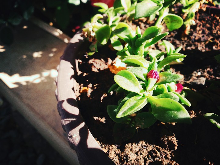 flower love