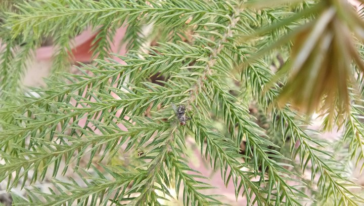 natuer