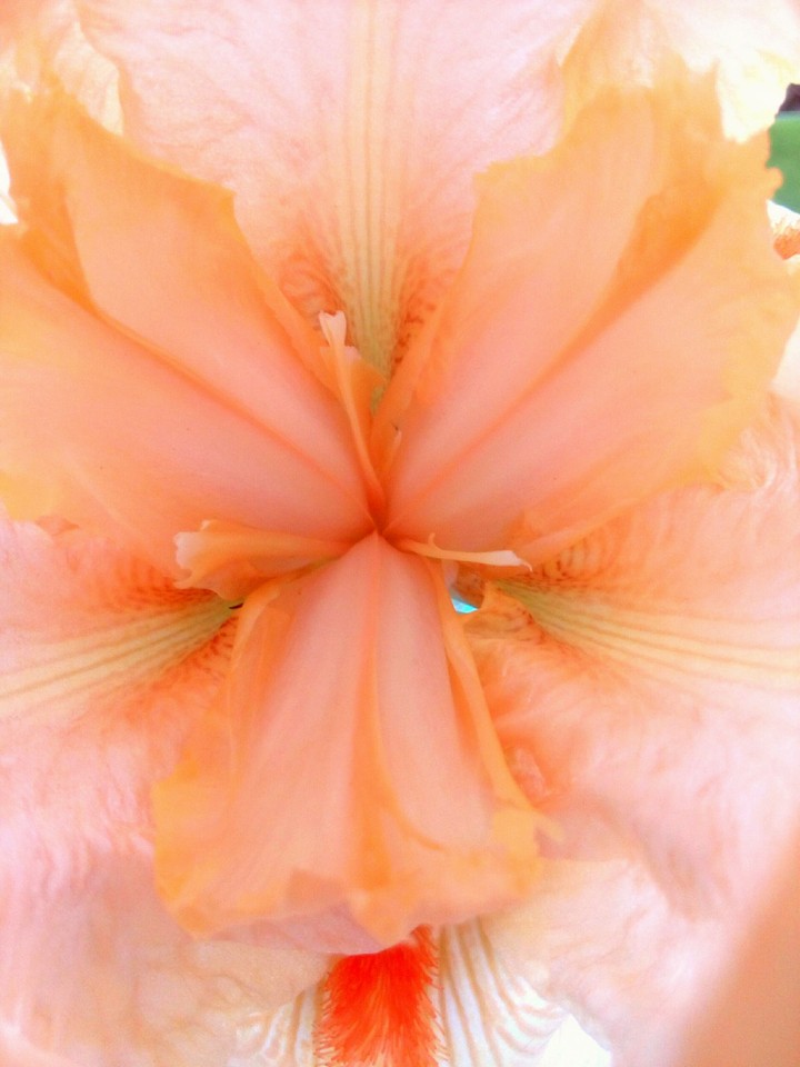 Peach flower