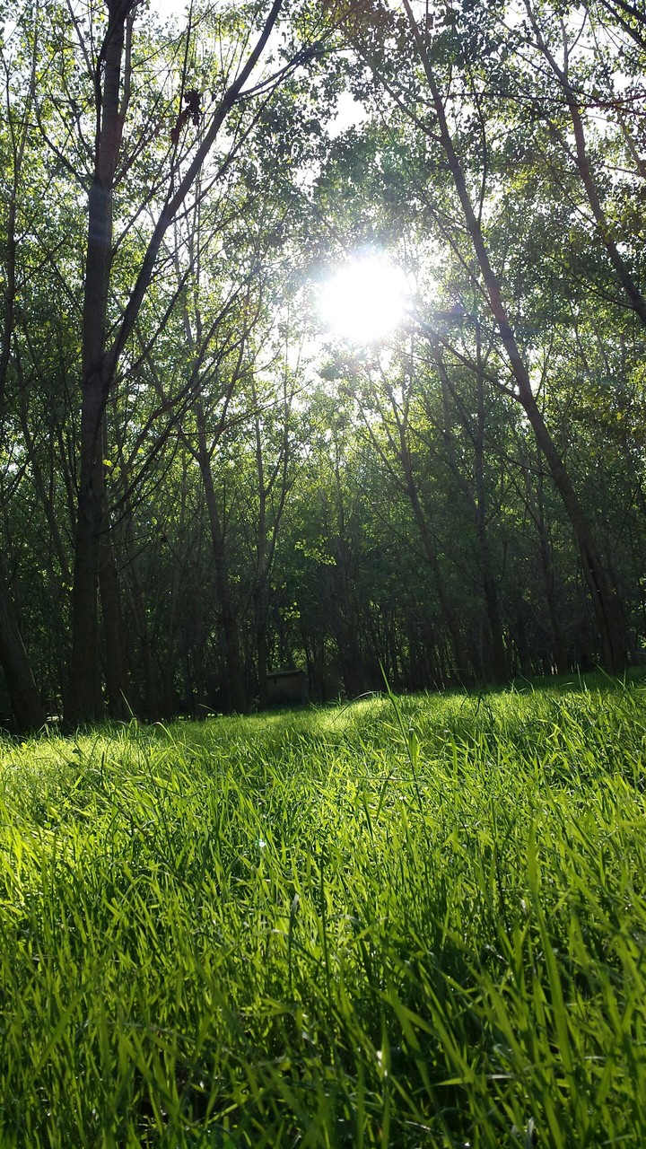 Forest