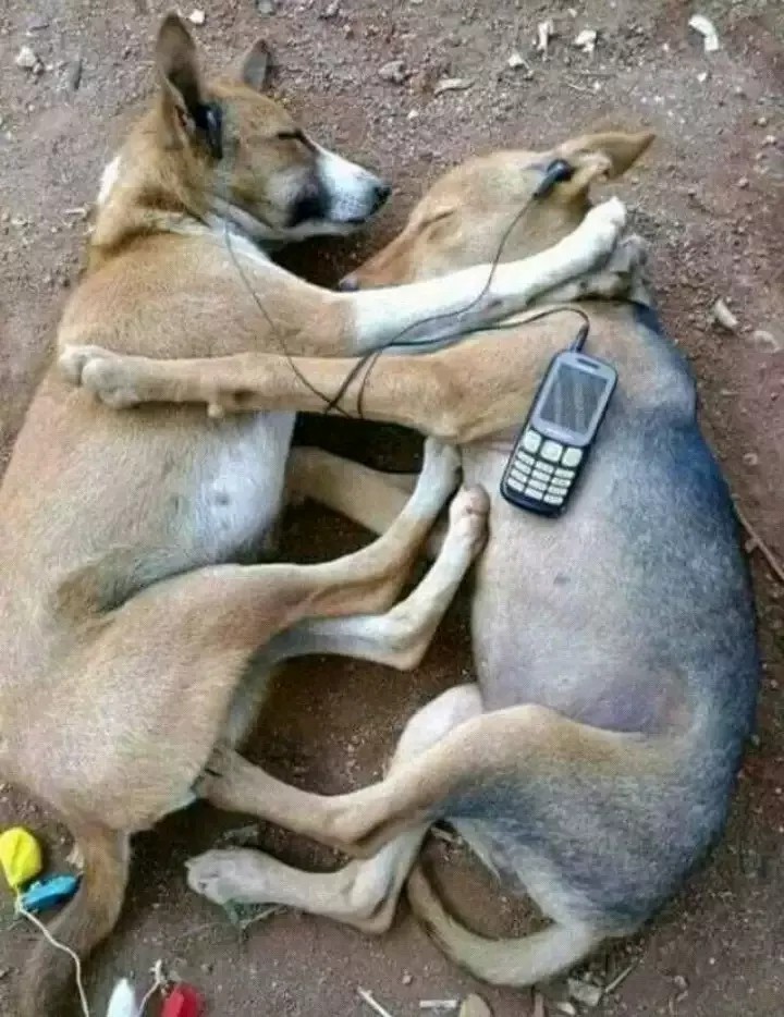 #Music lover s...... Dogs