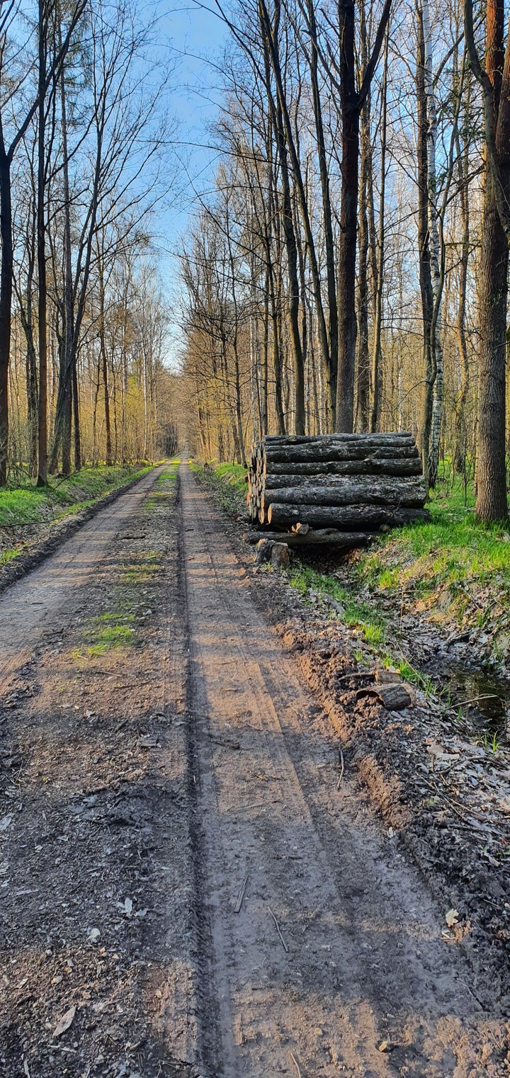 Forest