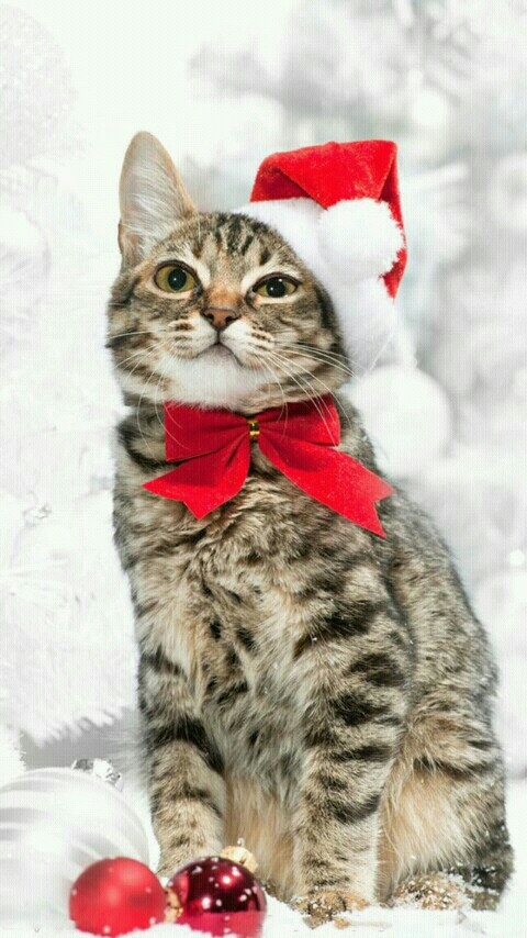 cat❤❤