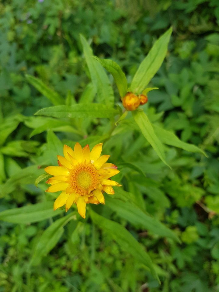 yellow flower