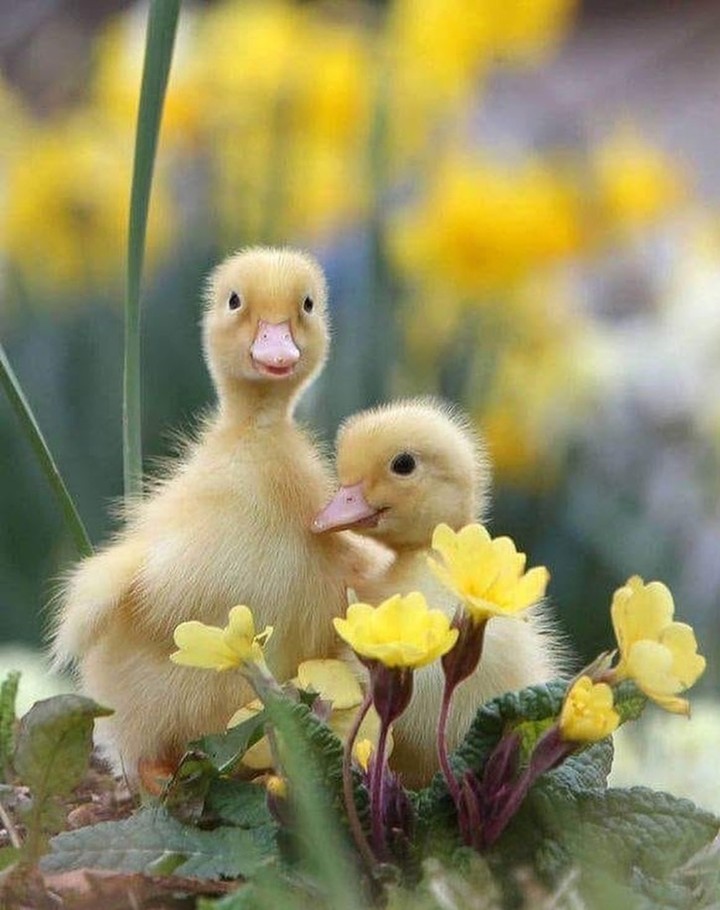 Duckling