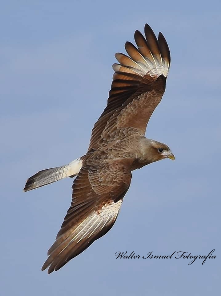 Águila