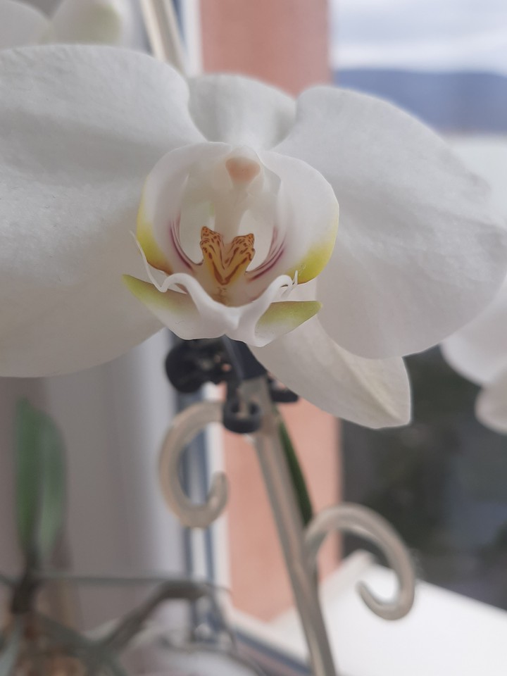 Flovers