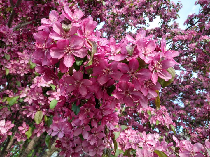 flowers