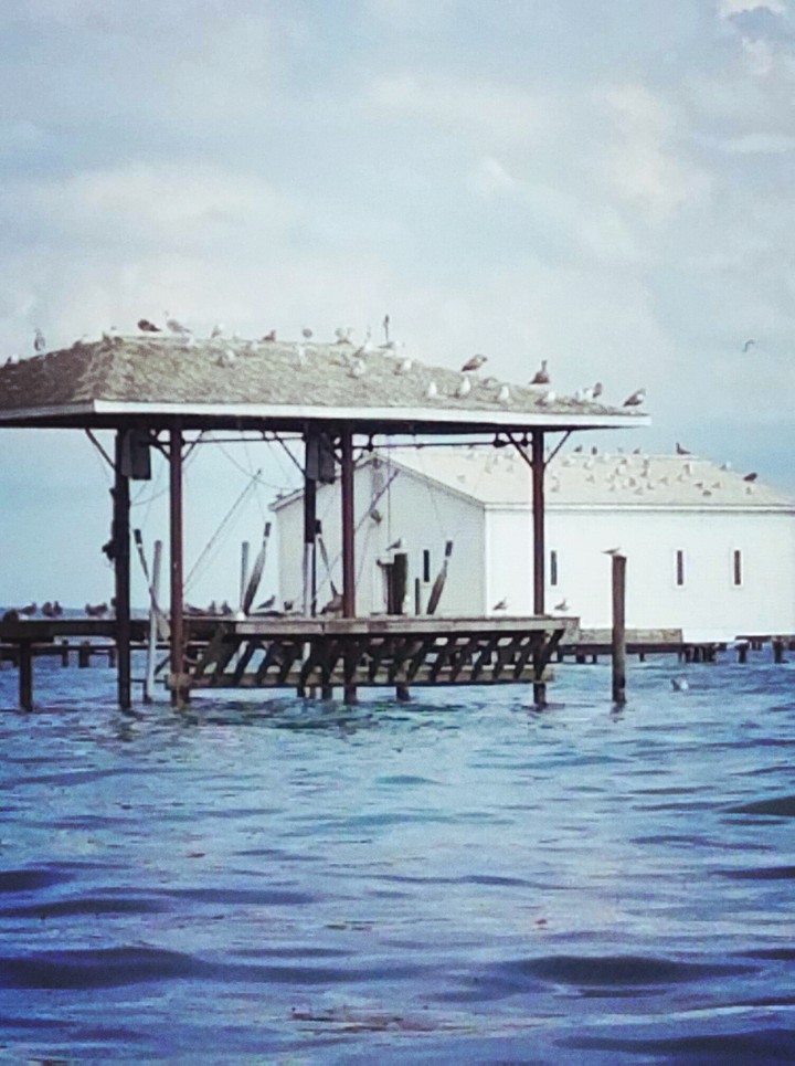 anoing old seagulls