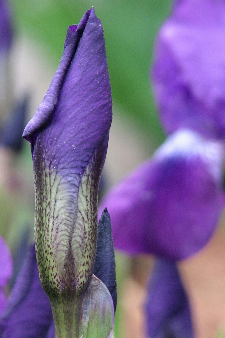 Flower bud in late spring