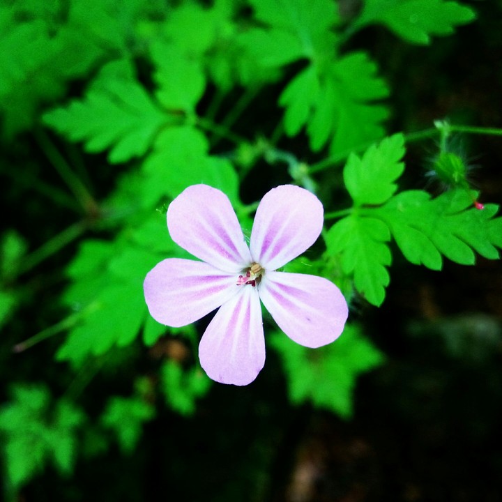purple