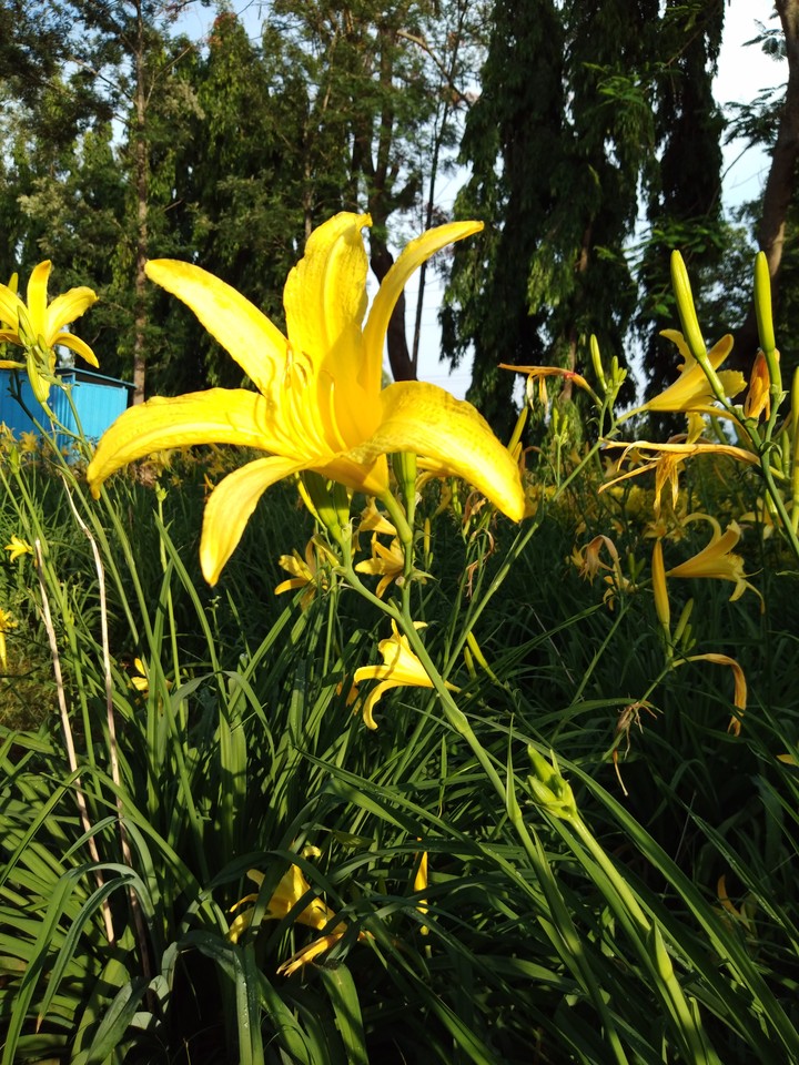 Beautiful Lily in Araku Valley