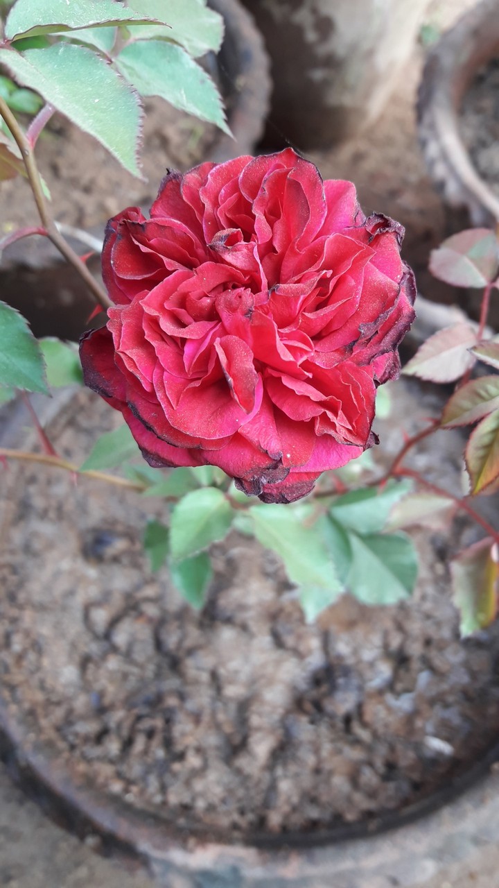 Red Rose