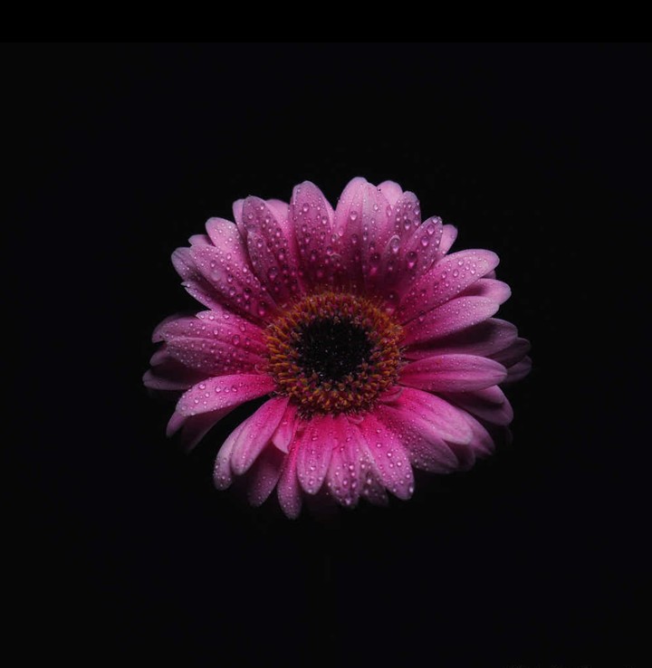 Gerbera daisy