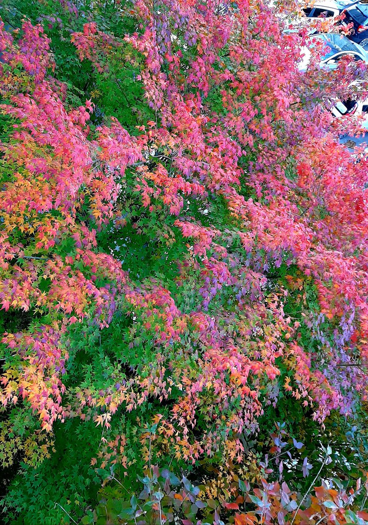 아름답게 물든~